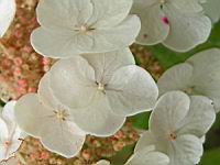 Hydrangea quercifolia 'Snow Queen' (4) (Photo F. Mrugala)